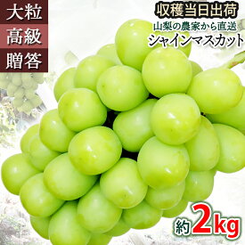 シャインマスカット 約2kg おいしいブドウ 甘いぶどう ご贈答用 朝採り ブドウ 葡萄 グレープ 山梨県産 農園直送 産地直送 お取り寄せ 高級 贈り物 御中元 果物 フルーツ 送料無料 ギフト 期間限定 数量限定