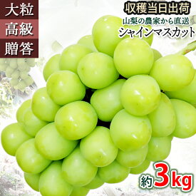 シャインマスカット 約3kg 高級 ご贈答用 朝採り ぶどう ブドウ 葡萄 グレープ おいしい 甘い 山梨県産 農園直送 産地直送 お取り寄せ 果物 フルーツ 贈り物 御中元 送料無料 ギフト 期間限定 数量限定