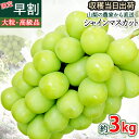 【早割！開催中】シャインマスカット 約3kg 高級 ご贈答用 朝採り ぶどう ブドウ 葡萄 グレープ おいしいブドウ 甘いぶどう 山梨県勝沼産 農園直送 産地直送 果物 フルーツ 贈り物 御中元 送料無料 期間限定 数量限定