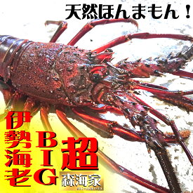 セール中！超BIG伊勢海老　700～900g前後1尾　（2〜3人前）扱いやすい！鮮度抜群冷凍　高知県　BBQ　キャンプ　伊勢海老　イセエビ　伊勢エビ　イセエビ　　プレゼント　ご贈答　誕生日　お祝い　正月　お正月　年末年始 敬老の日　お歳暮　年末