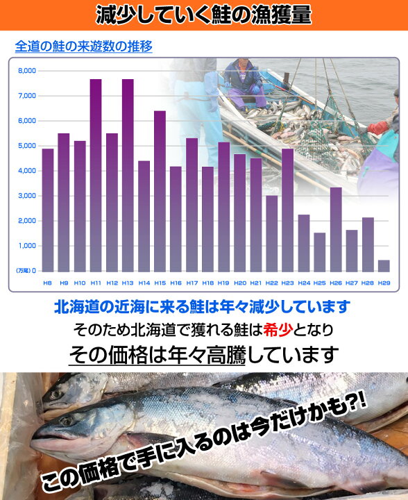 楽天市場 北海道産 塩漬け 新巻鮭 北海道産 2kg 1尾 塩鮭 姿 鮭 北海道 一本もの シャケ しゃけ サケ さけ 産地直送 1本 ギフト 国産 内祝い お祝い 贈答品 返礼品 贈り物 塩引鮭 塩引き鮭 秋ジャケ 人気 1位
