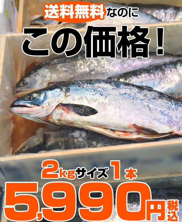 楽天市場 北海道産 塩漬け 新巻鮭 北海道産 2kg 1尾 塩鮭 姿 鮭 北海道 一本もの シャケ しゃけ サケ さけ 産地直送 1本 ギフト 国産 内祝い お祝い 贈答品 返礼品 贈り物 塩引鮭 塩引き鮭 秋ジャケ 人気 贈答可