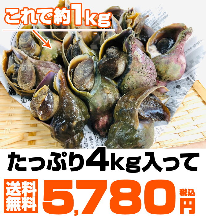 楽天市場 送料無料 青つぶ貝 生冷凍 北海道産 4kg つぶ貝 つぶ ツブ 青つぶ 青ツブ 青ツブ貝 貝 北海道の貝 つぶ醤油煮 北海道 北海道産 名物 まとめ買い お取り寄せ 産地直送 業務用 国産 北海道グルメ 北海道産つぶ貝 生冷凍貝 旨い物 旨い ギフト キャンプ