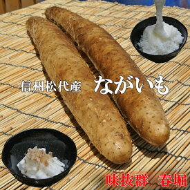 信州松代産長芋！山芋！食欲増進健康長いも！【10kg特選品6〜8本】！