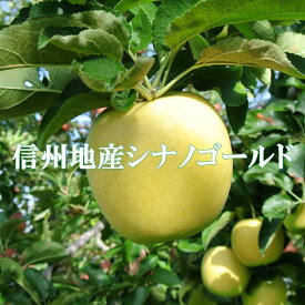 信州りんご【シナノゴールド】訳ありご家庭用5kg！産地直送りんご　長野県産 信州産 プレゼントに リンゴ　甘みたっぷり　サッパリシャリシャリ