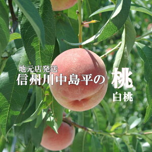 2026�N�\���t���y �D�i �쒆�� ���� 5kg �z �M�B ���˂̒n�� ���@���ߎ����Z���T�[�I�ʕi �Y�n���� �c�������� ���������� �M�t�g �v���[���g ���쌧�Y �M�B�Y ���� ����