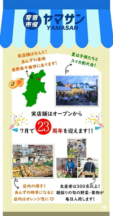 楽天市場】レビュー高評価 予約 生あんず 3kg 2024 長野県千曲市産 