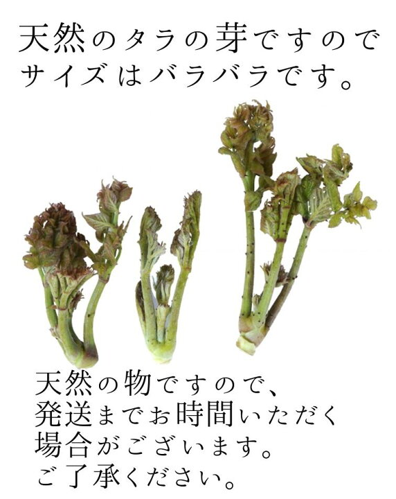 楽天市場】タラの芽 2024年出荷中【送料無料】長野県産 天然 たらの芽 