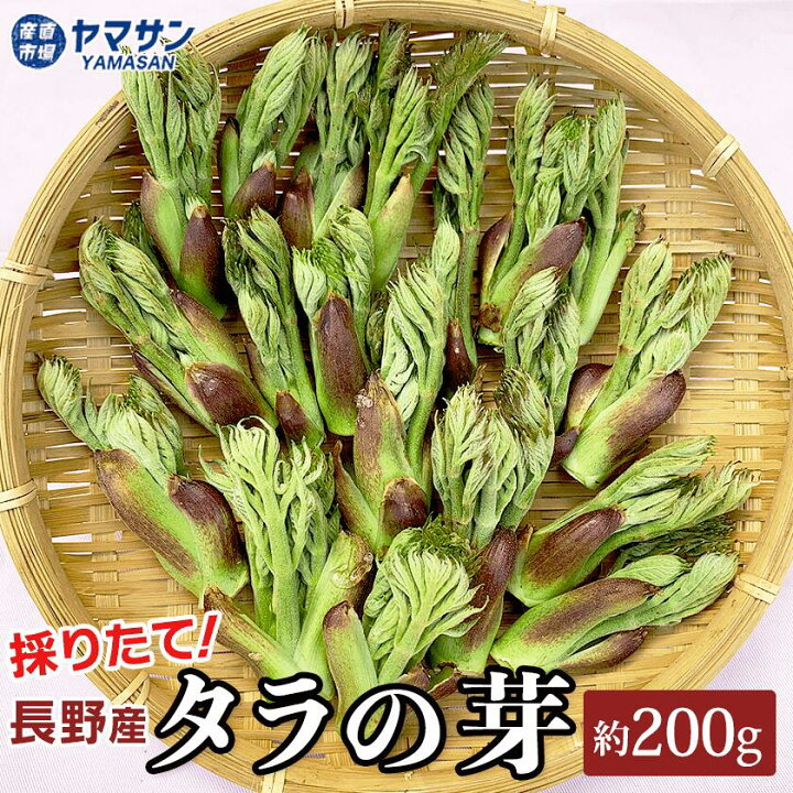 楽天市場】タラの芽 2024年出荷中【送料無料】長野県産 天然 たらの芽 