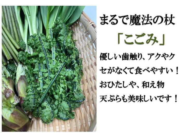 楽天市場】こごみ コゴミ 長野県産 約300g 【送料無料】 山菜 長野の  