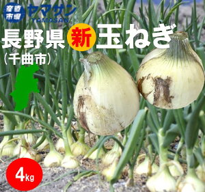 【送料無料】長野県産　新たまねぎ　4kg　千曲市産　玉ねぎ　タマネギ　甘い　辛くない