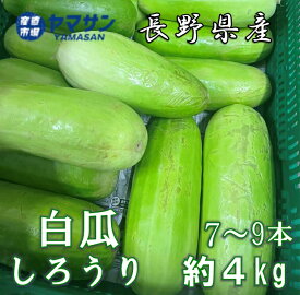 白瓜 しろうり 予約 長野産 約4kg 7〜9本入 クール便配送【送料無料】冷蔵無料 白うり ぬか漬け 浅漬け 粕漬け 奈良漬 つけうり 漬物用 野菜 長野県産 4キロ 産直市場ヤマサン