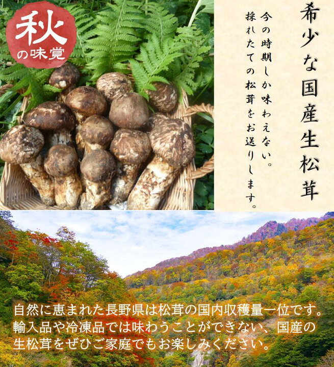 楽天市場】長野県産 松茸 200g 国産 長野 香り高い信州産 天然 