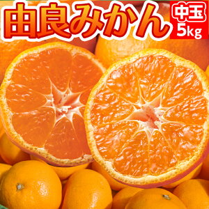 y\ 10{zRǂ݂  5kgy(kC770~Es)z瑁݂  ݂_ƒyp݂zÉuh݂ Y݂ yΕ~
