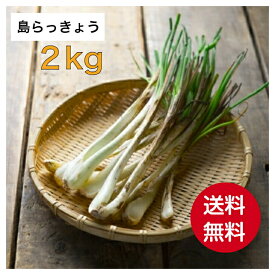 【送料無料】島らっきょう 2kg 沖縄県産 産地直送 新鮮 健康維持 お酒のつまみ 手軽 漬物 おうち時間 訳アリ お得 格安 おすすめ お取り寄せ たっぷり 沖縄 野菜 食材 グルメ ご当地 ギフト 母の日 父の日 お中元 お歳暮 贈答