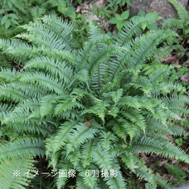 1028円 楽天最安値に挑戦 シダ植物セット 半日陰が好きな羊歯