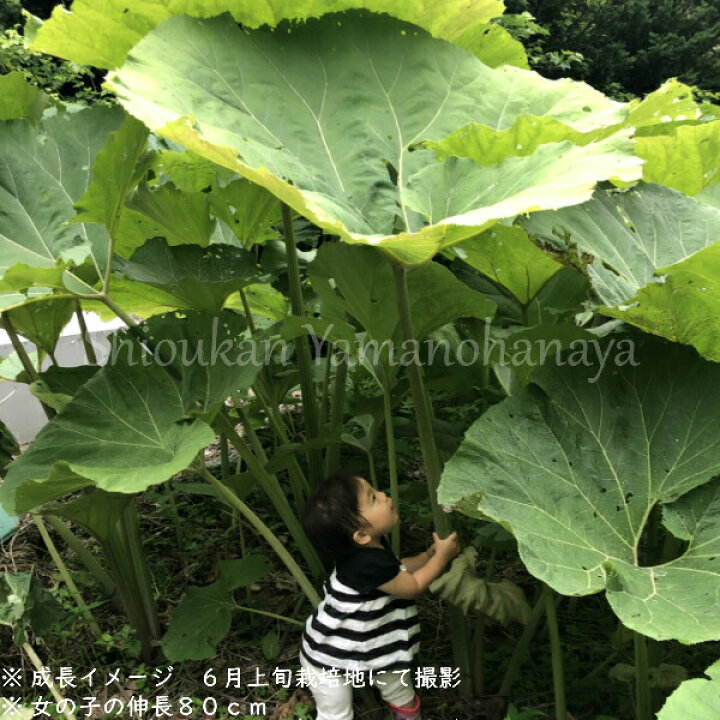 80％以上節約 5株 アキタフキ 素掘り苗5株 山菜苗 秋田蕗 2023年収穫見込み株 ※入荷済み2,750円 barinya.org