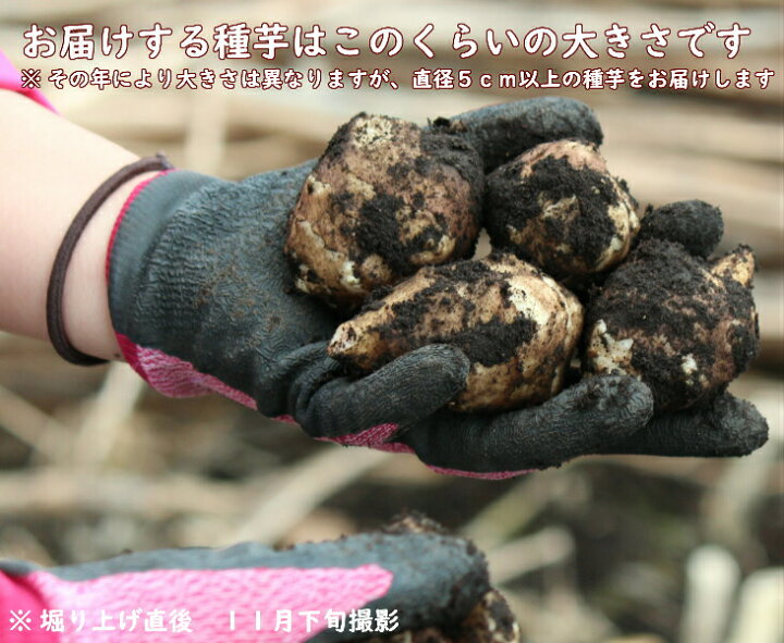 100kg 岩手県産ムラサキキクイモ 生芋 栽培期間中農薬不使用 目安500 1000個 種芋100kg 赤菊芋