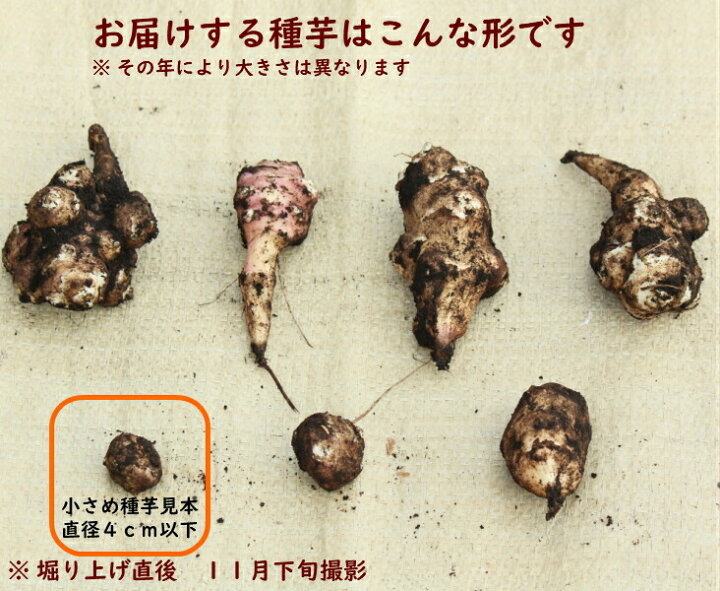 100個 岩手県産ムラサキキクイモ 種芋100個 12月2日お届け開始 生芋 フランスキクイモ 赤菊芋 山菜苗 栽培期間中農薬不使用 土付き