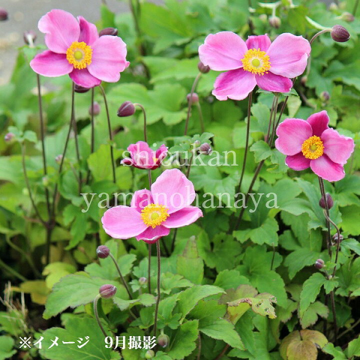 楽天市場 1ポット シュウメイギク ダイアナ 9 10 5cmポット苗 秋咲き山野草 耐寒性多年草 秋明菊 アネモネ新商品 今季開花終了 紫桜館 山の花屋 楽天市場店