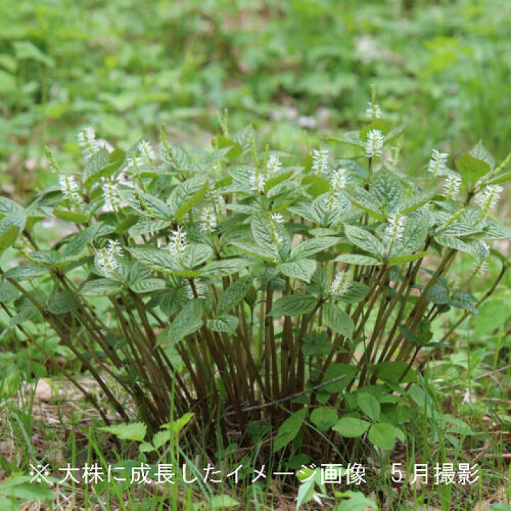 楽天市場 1ポット ヒトリシズカ 9cmポット苗 山野草 耐寒性多年草 一人静 今季開花終了 紫桜館 山の花屋 楽天市場店