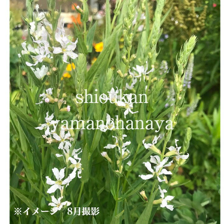 74 以上節約 ポット 白花大輪ミソハギ クリスタルスノー 9cmポット苗ポットセット 耐寒性多年草 新商品 今季開花終了 来年のために葉を切り詰めてお届け Ericamoreira Com Br