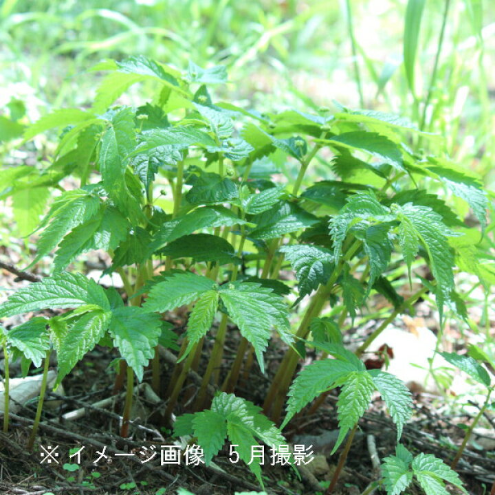 楽天市場 1ポット 赤ミズ 10 5cmポット苗 山菜苗 耐寒性多年草 ウワバミソウ 赤みず 10 1休眠のため葉を切り落としてお届け 紫桜館 山の花屋 楽天市場店