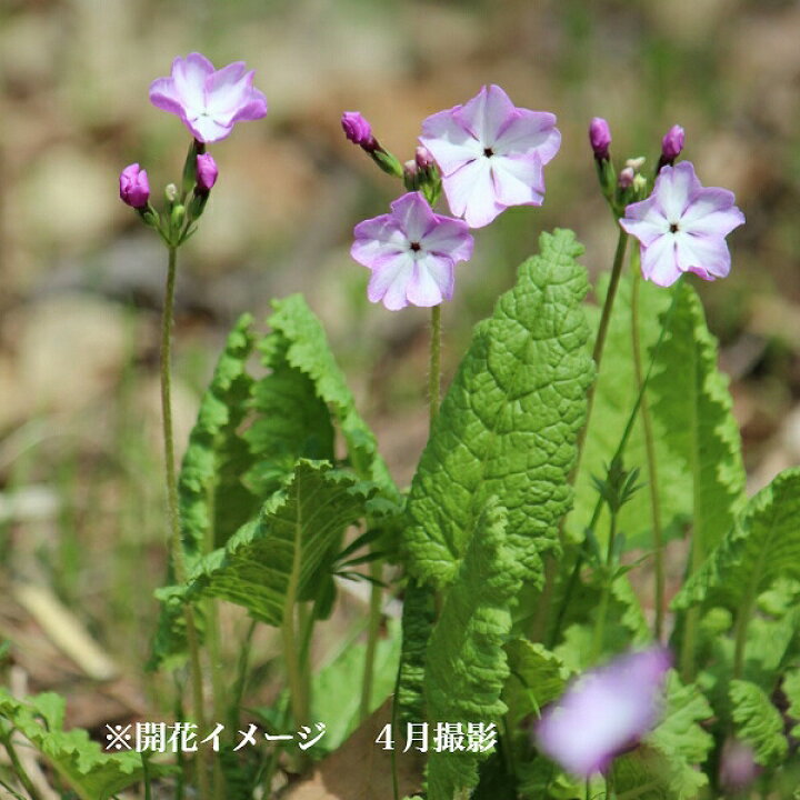 楽天市場 5ポット 日本サクラソウ 二色咲きバイカラー園芸種 9cmポット苗5ポットセット 山野草 耐寒性多年草 桜草 プリムラ 休眠期中 地上部なし 紫桜館 山の花屋 楽天市場店