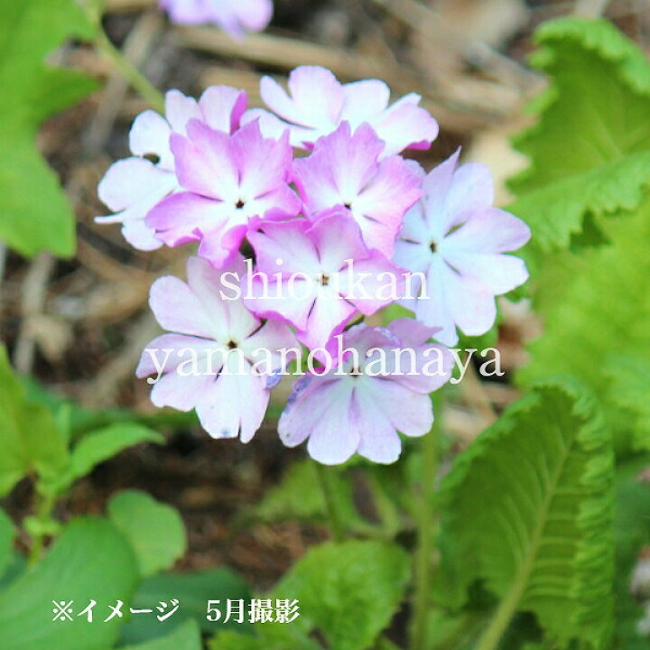 楽天市場 5ポット 日本サクラソウ 二色咲きバイカラー園芸種 9cmポット苗5ポットセット 山野草 耐寒性多年草 桜草 プリムラ 休眠期中 地上部なし 紫桜館 山の花屋 楽天市場店