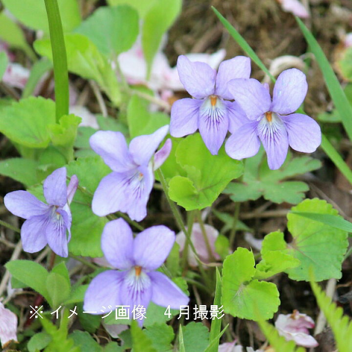 楽天市場 1ポット タチツボスミレ 9cmポット苗 山野草 耐寒性多年草 立壺菫 12 3冬葉が有り 紫桜館 山の花屋 楽天市場店