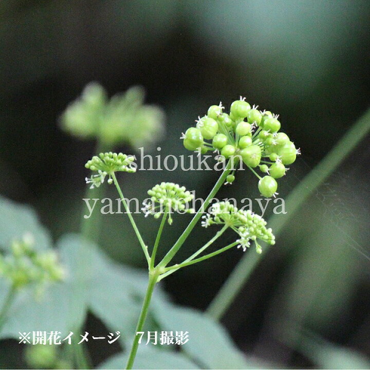 楽天市場】トチバニンジン 10.5cmポット苗 山野草/薬草苗/耐寒性多年草 