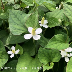 楽天市場 ドクダミ 葉 花 ガーデン Diy の通販