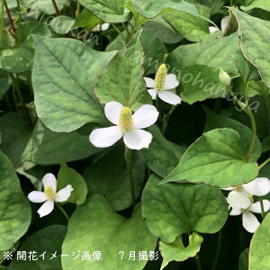 苗 ドクダミの人気商品 通販 価格比較 価格 Com 苗 ドクダミの人気商品 通販 価格比較 価格 Com