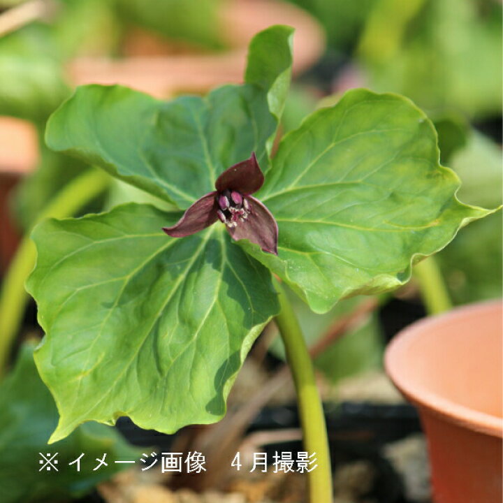 楽天市場 1ポット エンレイソウ 10 5cmポット苗 山野草 耐寒性多年草 延齢草 休眠株を植え付けてお届け そのまま春まで栽培可能 紫桜館 山の花屋 楽天市場店