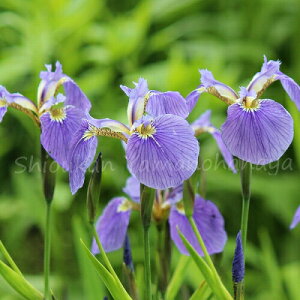 qIEMA@10.5cm|bgc@ʊ/R쑐/w/Ҋ/x n㕔