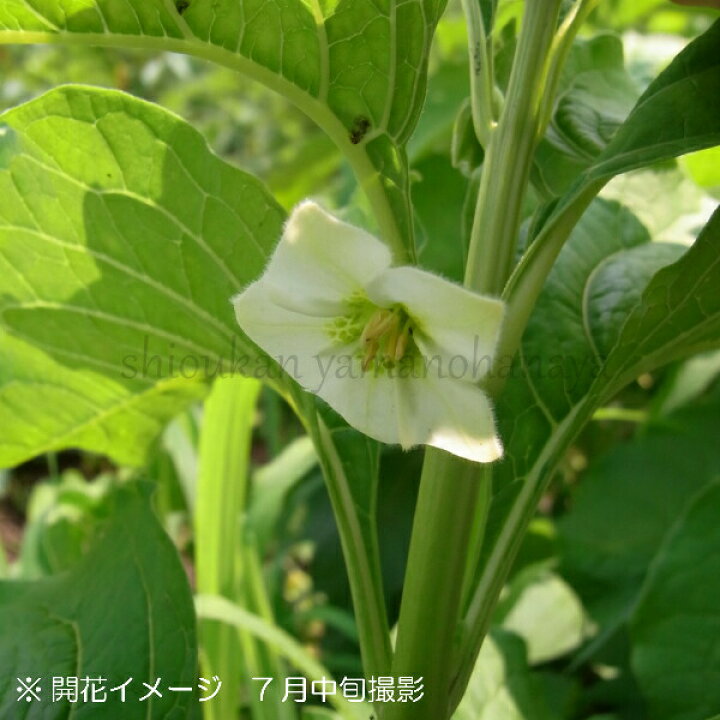 楽天市場 5ポット 大実ホオズキ 10 5cmポット苗5ポットセット 切り花用 食用不可 お盆のお供え花 鬼灯 ホウズキ 紫桜館 山の花屋 楽天市場店