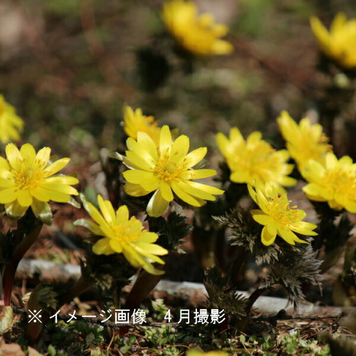 楽天市場 5株 フクジュソウ 素掘り苗5株 山野草 福寿草 正月花 23年開花見込み株 入荷済み 出荷は2 15まで 取置き承ります 紫桜館 山の花屋 楽天市場店