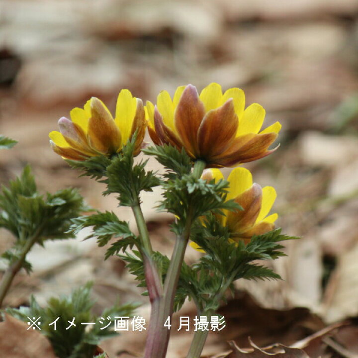 楽天市場 5株 フクジュソウ 素掘り苗5株 山野草 福寿草 正月花 23年開花見込み株 入荷済み 出荷は2 15まで 取置き承ります 紫桜館 山の花屋 楽天市場店