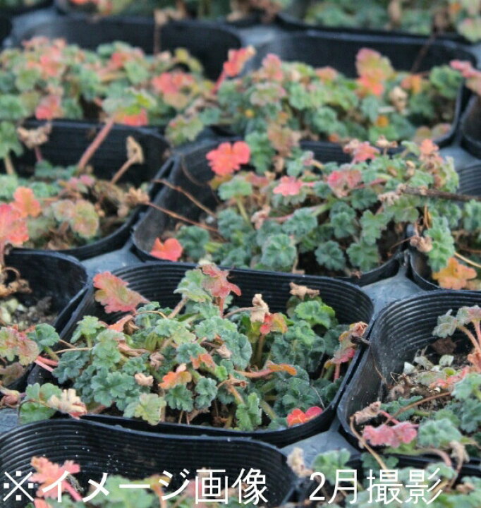 楽天市場 1ポット 桃花大輪ヒメフウロソウ 7 5cmポット苗 山野草 耐寒性多年草 新商品 紫桜館 山の花屋 楽天市場店