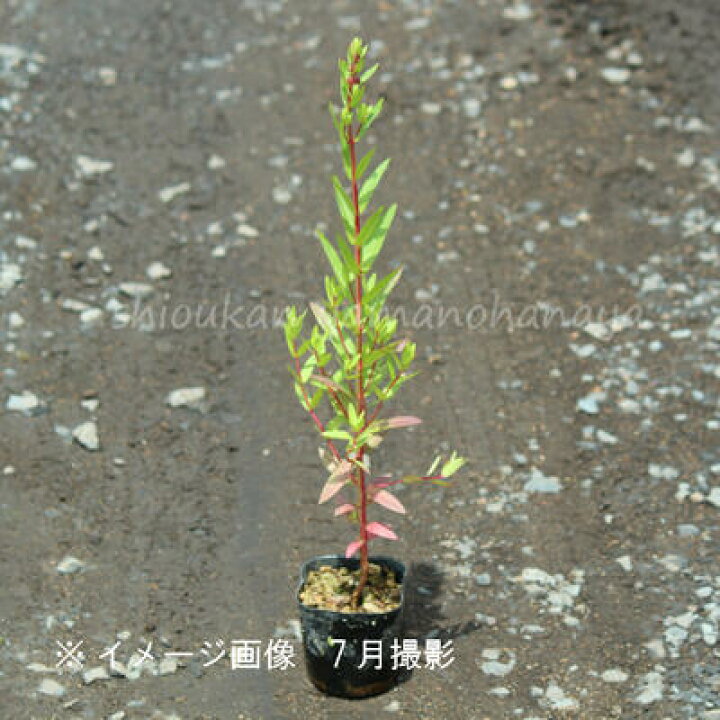 楽天市場 1ポット ミソハギ 9cmポット苗 山野草 湿地性多年草 ビオトープ 禊萩 精霊花 紫桜館 山の花屋 楽天市場店