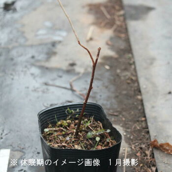 楽天市場 1ポット マタタビ 10 5cmポット苗 果樹仮植え苗 木天蓼 紫桜館 山の花屋 楽天市場店