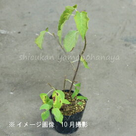 楽天市場 またたび 苗木の通販