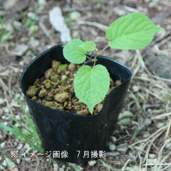 激安超特価 猿梨 1ポット マタタビの仲間 果樹苗 15葉が茂っ