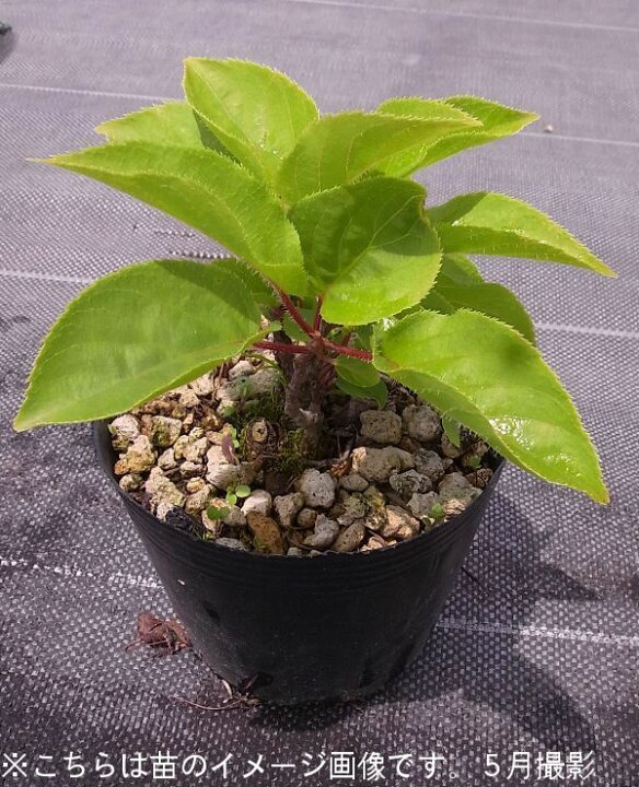 楽天市場 1ポット サルナシ 10 5cmポット挿し木苗 果樹苗 猿梨 マタタビの仲間 9 16落葉しました 紫桜館 山の花屋 楽天市場店