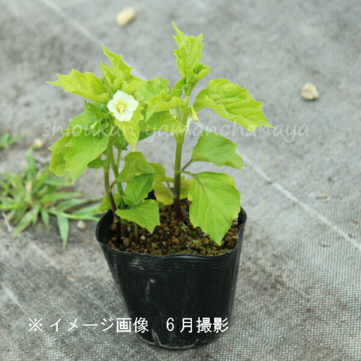 楽天市場 5ポット 大実ホオズキ 10 5cmポット苗5ポットセット 切り花用 食用不可 お盆のお供え花 鬼灯 ホウズキ 紫桜館 山の花屋 楽天市場店