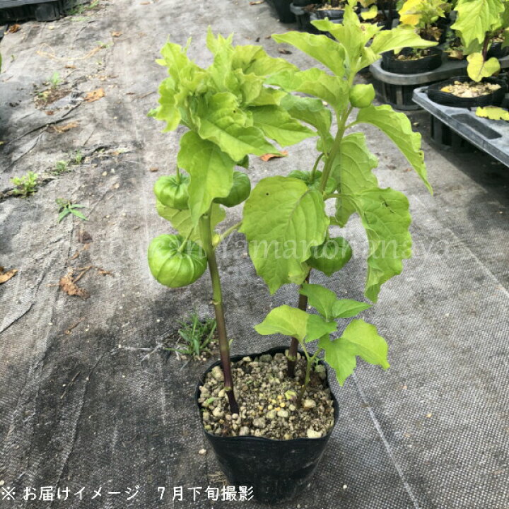 楽天市場 5ポット 大実ホオズキ 10 5cmポット苗5ポットセット 切り花用 食用不可 お盆のお供え花 鬼灯 ホウズキ 紫桜館 山の花屋 楽天市場店
