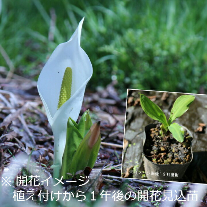 楽天市場 1ポット ミズバショウ 10 5cmポット苗 湿地性多年草 植え付けてから１年後以降の春開花見込み苗 ビオトープ 水芭蕉 紫桜館 山の花屋 楽天市場店