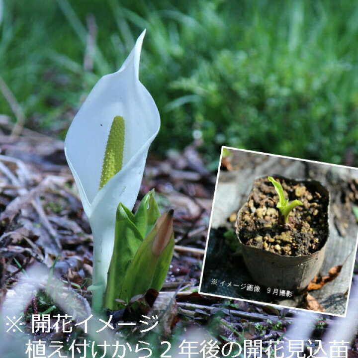 楽天市場 1ポット ミズバショウ 9cmポット苗 湿地性多年草 ビオトープ 水芭蕉 紫桜館 山の花屋 楽天市場店