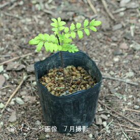 楽天市場 葉山椒 苗の通販