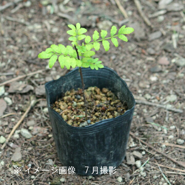 楽天市場 1ポット サンショウ 9cmポット苗 樹高10 ｃｍ 苗木 山椒 雄雌選別前の幼苗 10 5植え替えたばかりです 紫桜館 山の花屋 楽天市場店